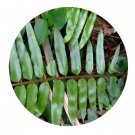 DwarfGiantFarm 200Pcs A Set Nephrolepis biserrata Seed   ProQgf