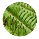DwarfGiantFarm 200Pcs A Set Nephrolepis cordifolia Seed  ProQgf