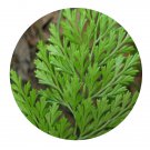 DwarfGiantFarm 200Pcs A Set Onychium japonicum Seed  ProQgf