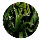 DwarfGiantFarm 200Pcs A Set Platycerium bifurcatum Seed  ProQgf