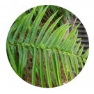 DwarfGiantFarm 200Pcs A Set Pteris fauriei Heiro Seed   ProQgf