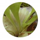 DwarfGiantFarm 200Pcs A Set Platycerium wallichii Seed ProQgf