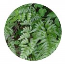 DwarfGiantFarm 200Pcs A Set Pteris semipinnata L. Seed ProQgf