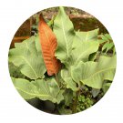 DwarfGiantFarm 200Pcs A Set Pyrrosia sheareri Seed ProQgf
