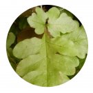 DwarfGiantFarm 200Pcs A Set Quercifilix zeylanica Seed ProDgf