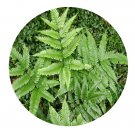 DwarfGiantFarm 200Pcs A Set Pteris fauriei Hieron. Seed ProDgf