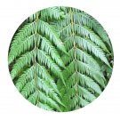 DwarfGiantFarm 200Pcs A Set Woodwardia prolifera Seed ProDgf