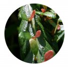 DwarfGiantFarm 200Pcs A Set Woodwardia prolifera  Seed ProDgf