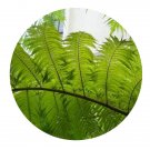 DwarfGiantFarm 200Pcs A Set sphaeropteris Seed  ProDgf