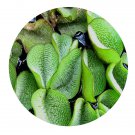 DwarfGiantFarm 200Pcs A Set Salvinia natans Seed  ProDgf