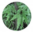 DwarfGiantFarm 200Pcs A Set Dicranopteris dichotoma Seed  ProDgf