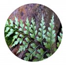 DwarfGiantFarm 200Pcs A Set Asplenium neolaserpitiifolium Seed ProDgf