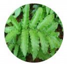 DwarfGiantFarm 200Pcs A Set Bolbitis heteroclita Seed  ProDgf