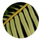 DwarfGiantFarm 200Pcs A Set Blechnum orientale Seed  ProDgf