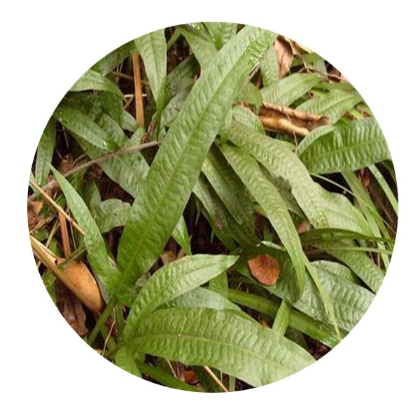 DwarfGiantFarm 200Pcs A Set Microsorum pteropus Seed  ProDgf