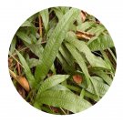 DwarfGiantFarm 200Pcs A Set Microsorum pteropus Seed  ProDgf