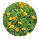 DwarfGiantFarm 5000Pcs A Set Cosmos sulphureus Seed ProDgf