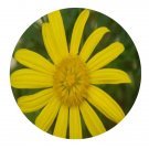 DwarfGiantFarm 5000Pcs A Set Chrysanthemum frutescens Seed ProDgf