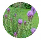 DwarfGiantFarm 5000Pcs A Set Liatris spicata Seed ProDgf