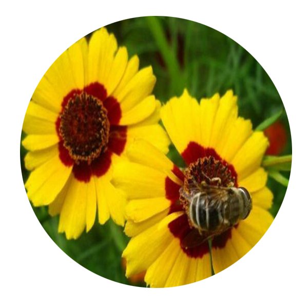 DwarfGiantFarm 5000Pcs A Set Coreopsis basalis Seed ProDgf