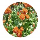 DwarfGiantFarm 5000Pcs A Set Chrysanthemum morifolium Ramat Seed ProDgf