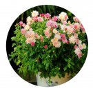 DwarfGiantFarm 5000Pcs A Set Dendranthema morifolium Seed ProDgf