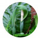 DwarfGiantFarm 100Pcs A Set Alocasia macrorrhizos Seed  ProDgf