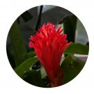 DwarfGiantFarm 100Pcs A Set Billbergia pyramidalis Seed   ProDgf