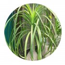 DwarfGiantFarm 100Pcs A Set Beaucarnea recurvata Seed   ProDgf