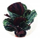 DwarfGiantFarm 100Pcs A Set Calathea veitchiana Seed   ProDgf