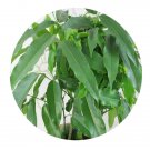 DwarfGiantFarm 100Pcs A Set Castanospermum australe Seed   ProDgf