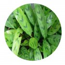 DwarfGiantFarm 100Pcs A Set Calathea leuconeura Seed   ProDgf