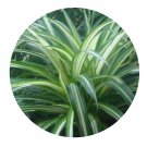 DwarfGiantFarm 100Pcs A Set Chlorophytum comosum Seed ProDgf