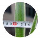 DwarfGiantFarm 100Pcs A Set Chlorophytum malayense Seed ProDgf