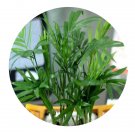 DwarfGiantFarm 100Pcs A Set chamaedorea elegans Seed  ProDgf