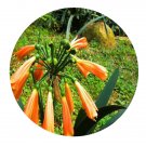 DwarfGiantFarm 100Pcs A Set Clivia nobilis Lindl Seed ProDgf