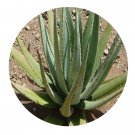 DwarfGiantFarm 100Pcs A Set Aloe barbadensis Mill Seed  ProDgf