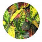 DwarfGiantFarm 100Pcs A Set Codiaeum variegatum Seed  ProDgf