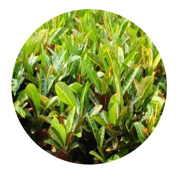 DwarfGiantFarm 100Pcs A Set Codiaeum variegatum var. pictum Seed  ProDgf
