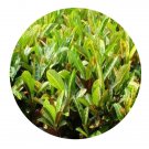 DwarfGiantFarm 100Pcs A Set Codiaeum variegatum var. pictum Seed  ProDgf