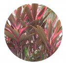 DwarfGiantFarm 100Pcs A Set Cordyline fruticosa Seed   ProDgf