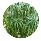 DwarfGiantFarm 100Pcs A Set Cyperus alternifolius Seed  ProDgf