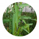 DwarfGiantFarm 100Pcs A Set Codariocalymotorius Seed  ProDgf