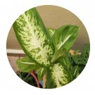 DwarfGiantFarm 100Pcs A Set Dieffenbachia picta Lodd Seed  ProDgf