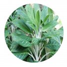DwarfGiantFarm 100Pcs A Set Dieffenbachia leopoldii Bull Seed   ProDgf