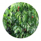 DwarfGiantFarm 100Pcs A Set Radermachera hainanensis Seed  ProDgf