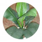 DwarfGiantFarm 100Pcs A Set Spathiphyllum floribundum Lind Andre Seed ProDgf
