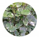 DwarfGiantFarm 100Pcs A Set Polyscias balfouriana morginata Seed ProDgf