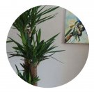 DwarfGiantFarm 100Pcs A Set Yucca elephantipes Seed ProDgf
