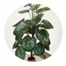 DwarfGiantFarm 100Pcs A Set Polyscias balfouriana Bailey Seed ProDgf
